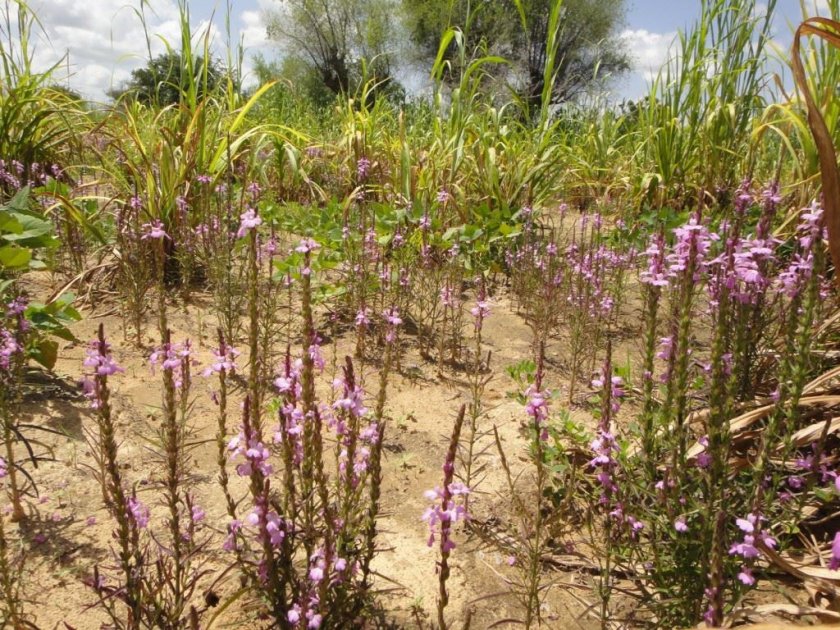 O que é uma planta hospedeira Wikifarmer